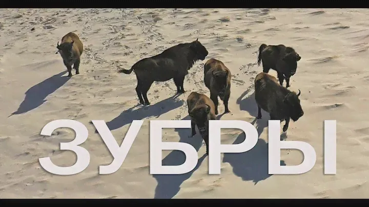 Зубры на Кавказе!!! А так же туры и серны, Плато Трю, хребет Скирда, каньон Уруштена!